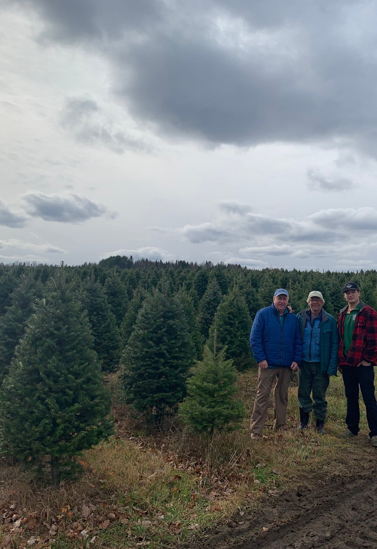 Real Christmas Trees Delivered 5 Foot Premium Balsam Fir Christmas Tree